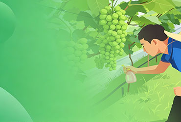 阳光玫瑰枝条绑缚技术规范