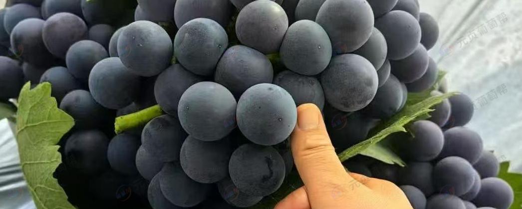 一周跨越四省访十师！李兰进一行研学取经，布局新一年产业新局