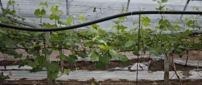 3月底葡萄管理农事操作