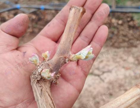 葡萄春季管理必看！3大常见问题+实操解决方案，护好树势稳丰收