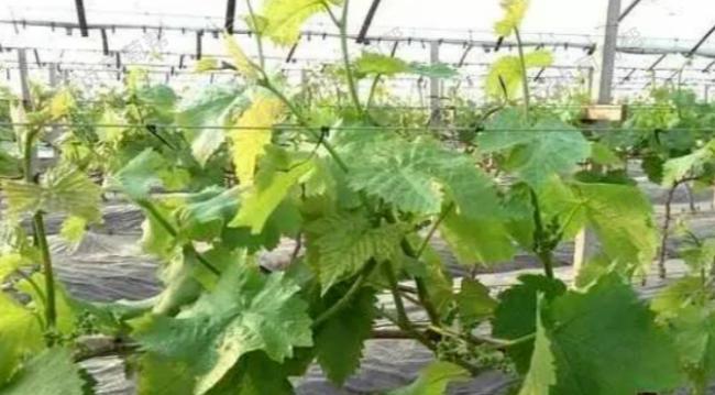 巨峰葡萄摘心时机