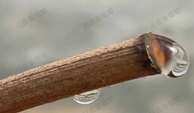 葡萄伤流别忽视！一文读懂危害、预判方法及百可得正确使用技巧