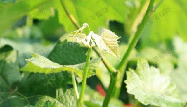 夏黑种植三重困境破解：4步实操，扎根田间的实战解法