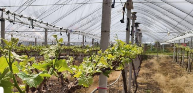 阳光玫瑰葡萄2-5叶期 农事日志